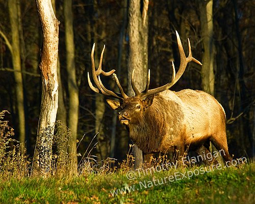 Elk Mud Bath - ELK-0046 :: Elk